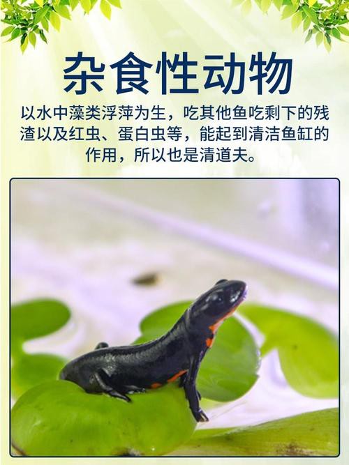 六角恐龍魚(yú)值錢(qián)嗎圖片 六角恐龍魚(yú)值錢(qián)嗎圖片 龍魚(yú)百科 第26張