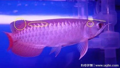 品相好的金龍魚：買金龍魚需要注意什么 品相好的金龍魚：買金龍魚需要注意什么 龍魚百科 第2張