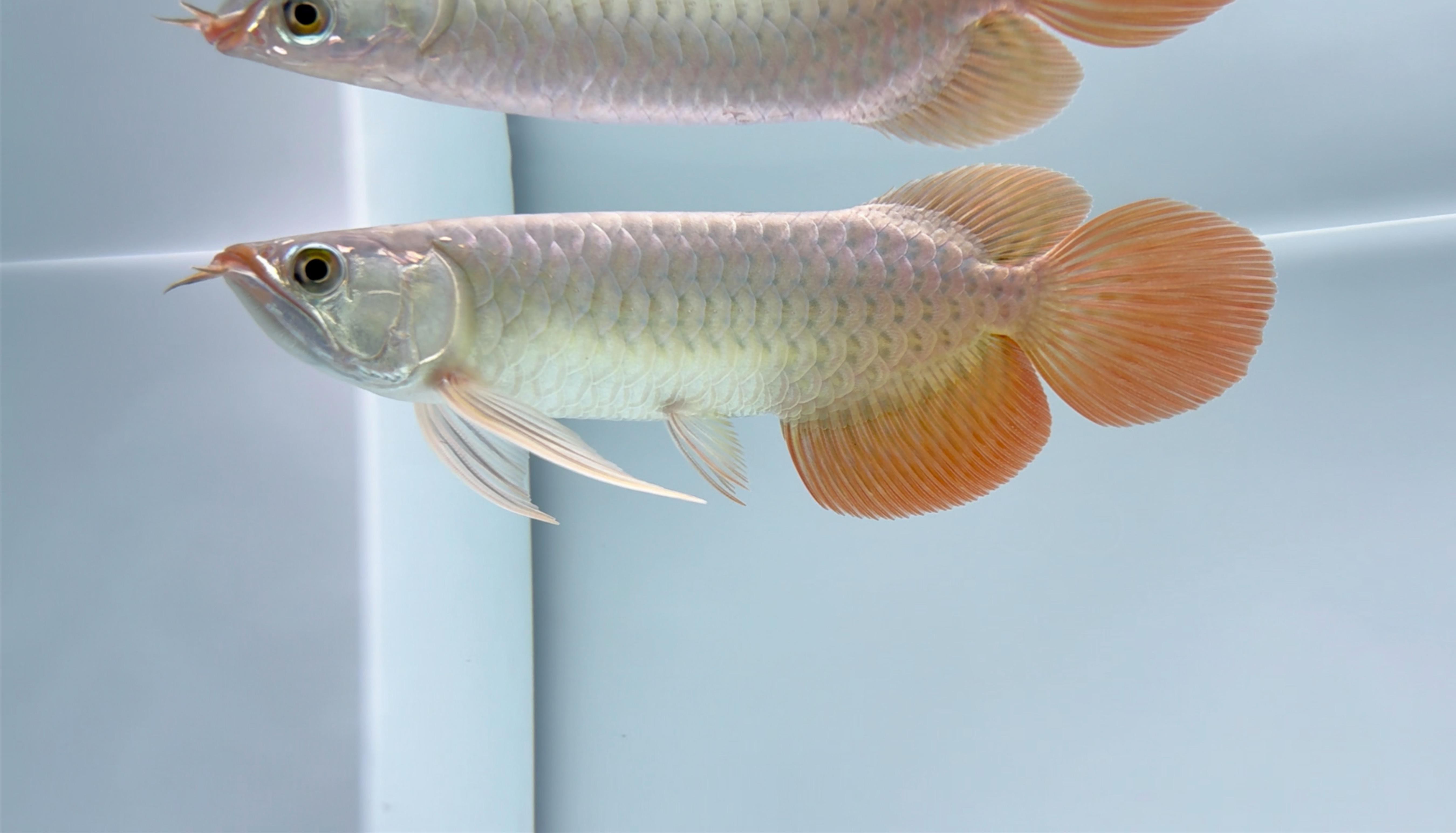 超血紅龍需要多大的魚(yú)缸？