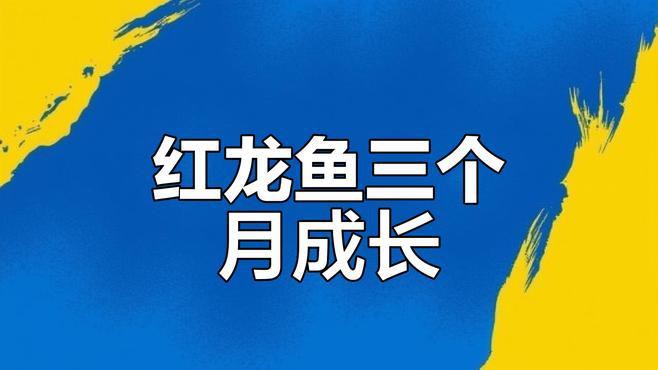 超血紅龍需要多大的魚(yú)缸？
