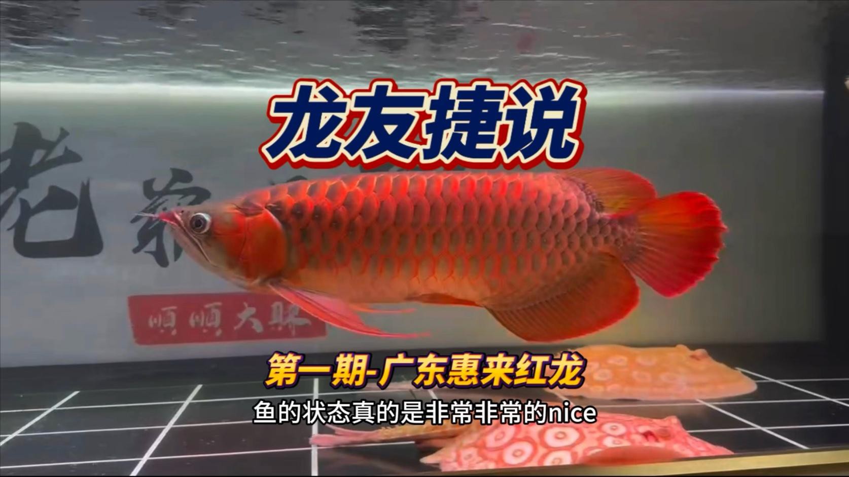 超血紅龍需要多大的魚(yú)缸？