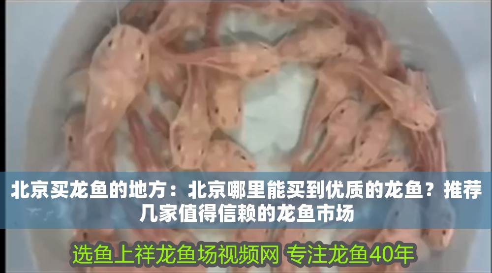 <strong><mark>北京</mark></strong>買龍魚的地方：<strong><mark>北京</mark></strong>哪里能買到優質的龍魚？推薦幾家值得信賴的龍魚市場