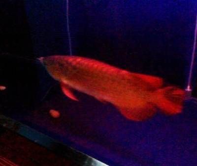 如何處理龍魚打虎魚的情況（如何處理龍魚和虎魚之間的打斗）