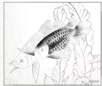 國(guó)畫(huà)工筆金龍魚(yú)怎么畫(huà)好看又簡(jiǎn)單：國(guó)畫(huà)工筆金龍魚(yú)怎么畫(huà)好看