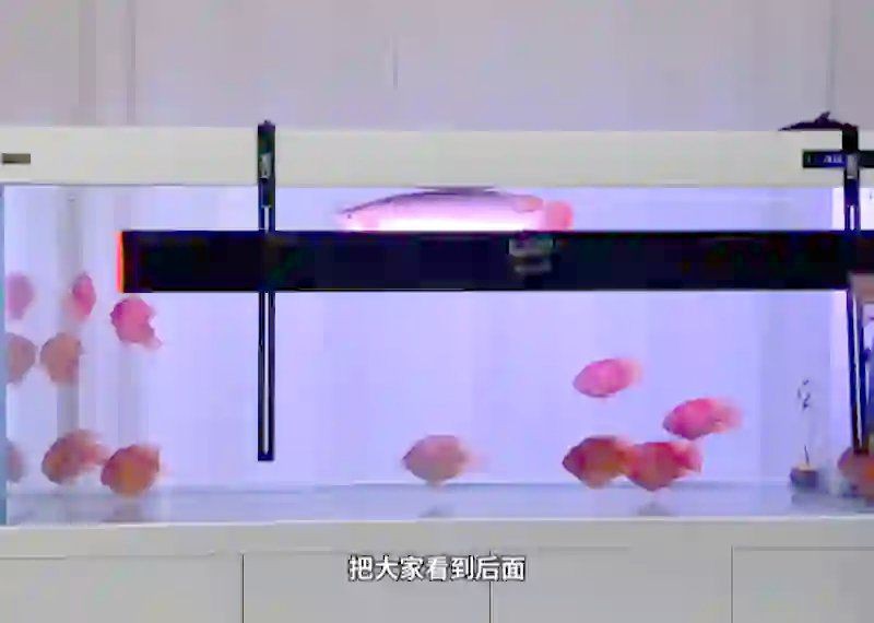 龍魚發色燈十大排名