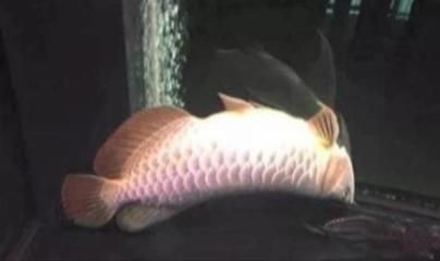 龍魚的寄生蟲病圖：關(guān)于龍魚寄生蟲病的詳細(xì)信息和圖片分析龍魚寄生蟲病的自然療法 龍魚的寄生蟲病圖：關(guān)于龍魚寄生蟲病的詳細(xì)信息和圖片分析龍魚寄生蟲病的自然療法 龍魚百科 第1張