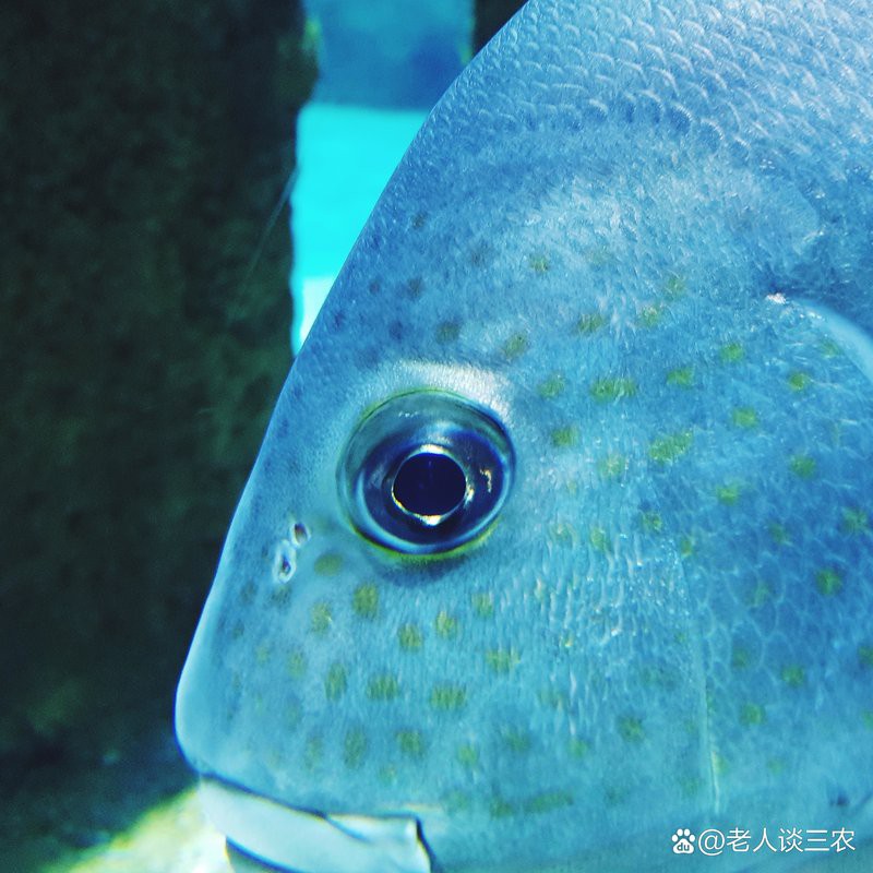 如何判斷龍魚眼白膜破裂是否嚴重？
