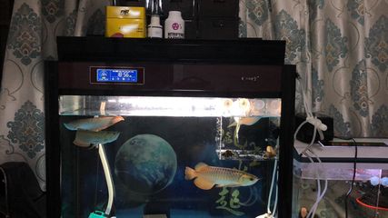 愛龍仕魚缸官網：愛龍仕魚缸官方網站即將上線