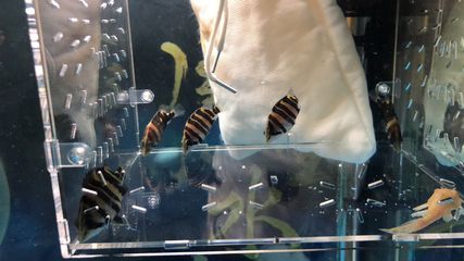 愛龍仕魚缸官網：愛龍仕魚缸官方網站即將上線
