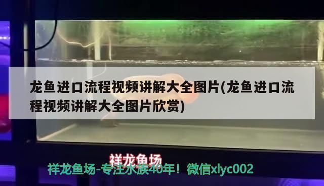 龍魚進口手續流程視頻：龍魚進口手續和流程