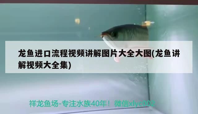 龍魚進口手續流程視頻：龍魚進口手續和流程