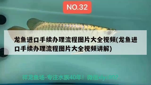 龍魚進口手續流程視頻：龍魚進口手續和流程