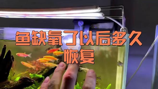 紅龍魚缺氧后多久恢復