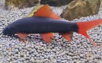 極魚龍魚缸如何放底沙：極魚龍魚缸，打造水族藝術的巔峰之作