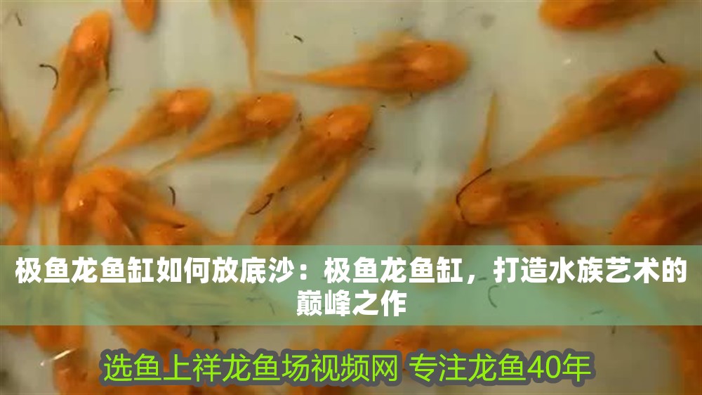 極魚龍魚缸如何放底沙：極魚龍魚缸，打造水族藝術的巔峰之作