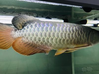 龍魚水溫35度有危險嗎，龍魚在水溫達到35度會有生命危險嗎？