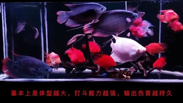 銀龍魚鸚鵡魚和什么魚混養最好呢圖片