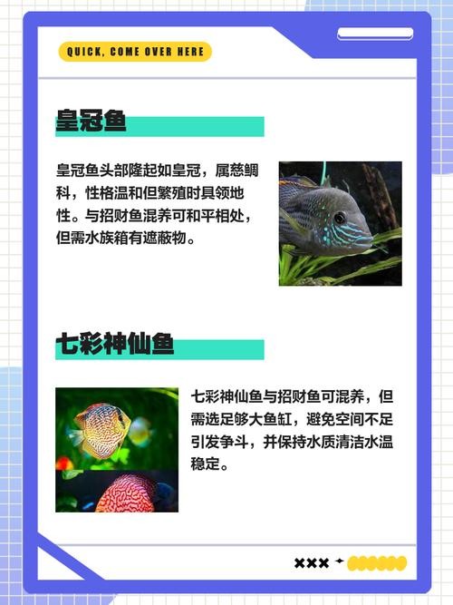 銀龍魚鸚鵡魚和什么魚混養最好呢圖片