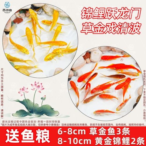 銀龍魚鸚鵡魚和什么魚混養最好呢圖片