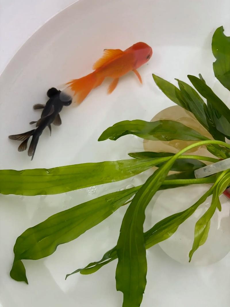 銀龍魚鸚鵡魚和什么魚混養最好呢圖片