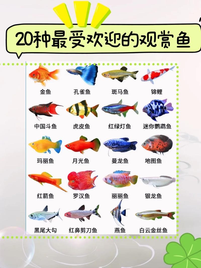 銀龍魚鸚鵡魚和什么魚混養最好呢圖片