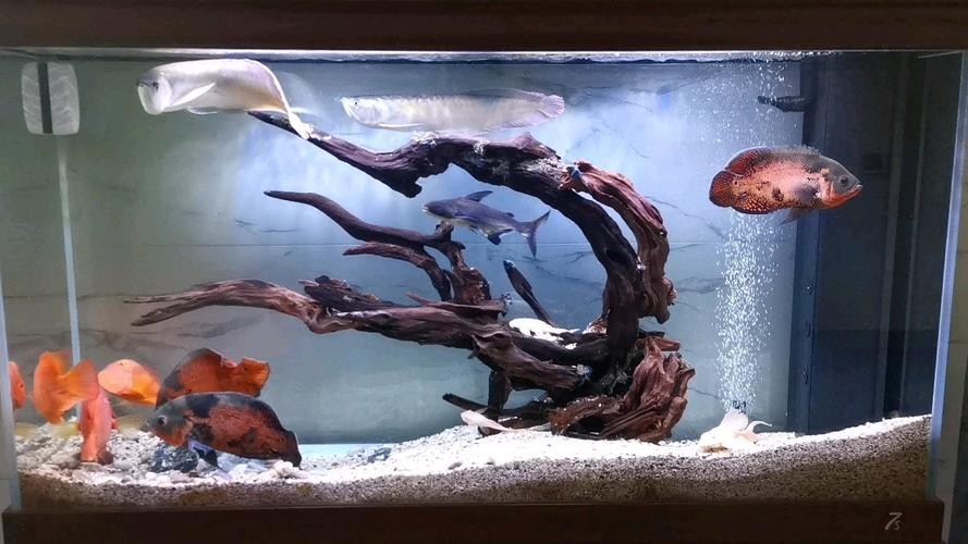 銀龍魚鸚鵡魚和什么魚混養最好呢圖片