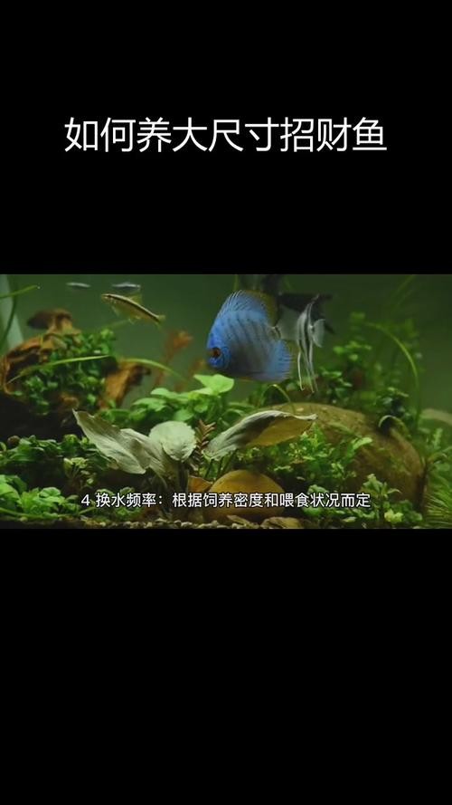銀龍魚鸚鵡魚和什么魚混養最好呢圖片