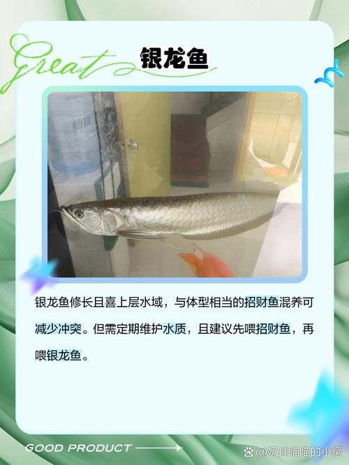 銀龍魚鸚鵡魚和什么魚混養最好呢圖片