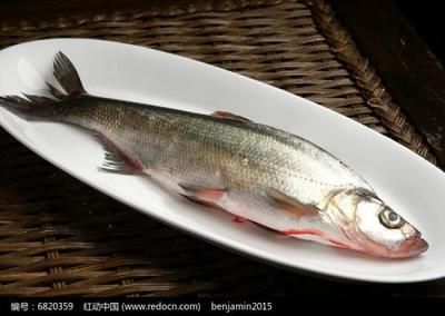 白條魚能否作為喂養龍魚的食物之一，白條魚喂龍魚好不好：白條魚可以作為喂養龍魚的食物嗎？