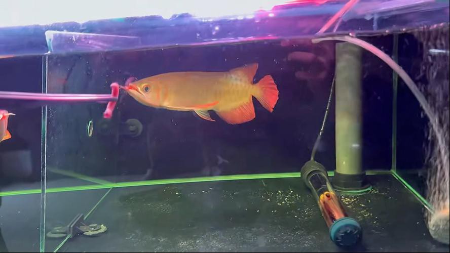 印尼紅龍魚場有哪些 印尼紅龍魚場有哪些 龍魚百科 第6張