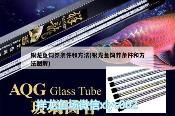 銀龍魚(yú)活餌安全處理方法：銀龍魚(yú)活餌的安全處理方法