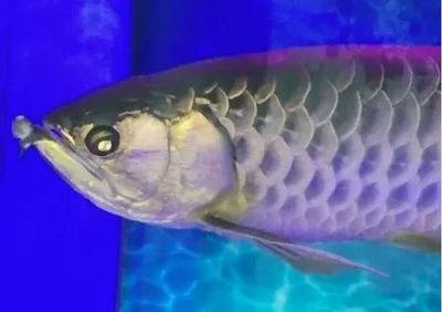 龍魚身體彎曲能恢復么？（龍魚身體彎曲的恢復可能性取決于多種因素）