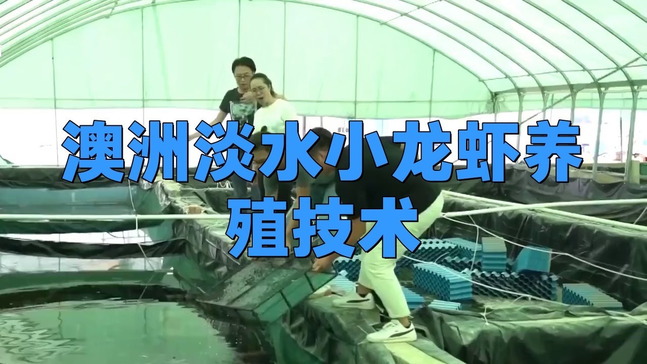 澳洲水龍的具體飼養方法是什么？