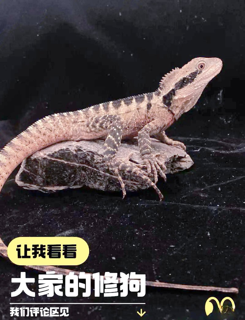 澳洲水龍的具體飼養方法是什么？