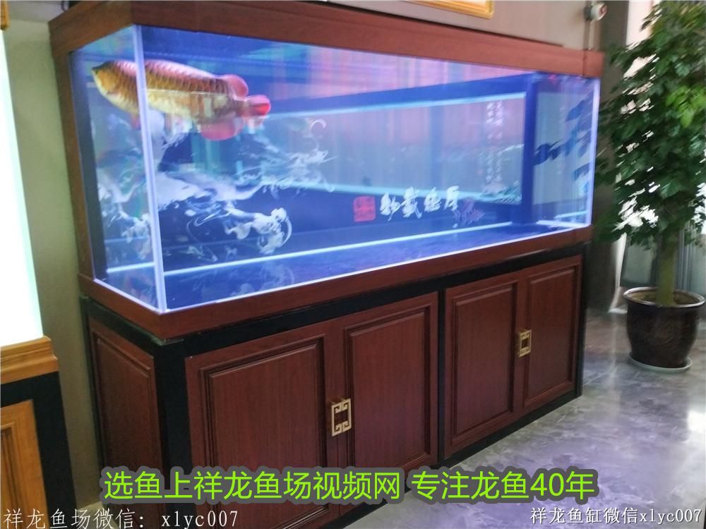 龍魚魚鱗起白色凸起物是什么原因：龍魚魚鱗起白色凸起物是什么？原因分析與防治方法