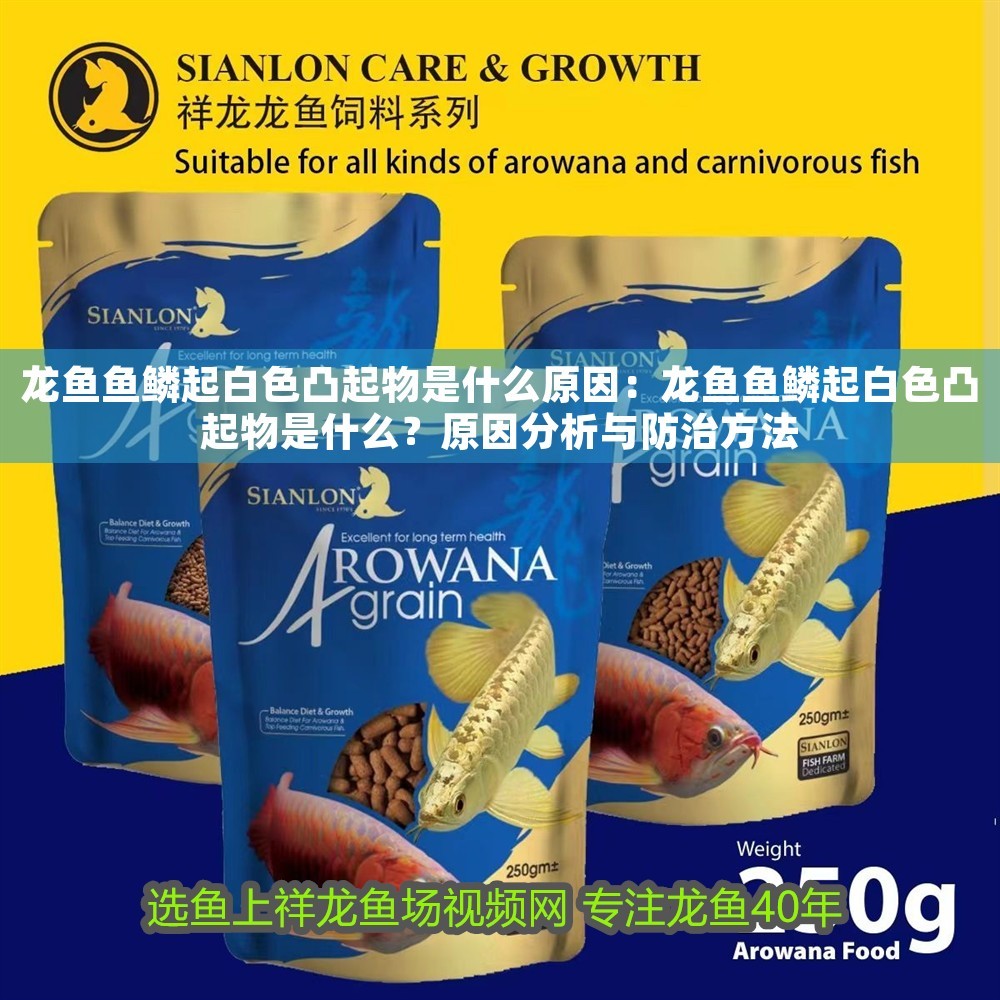 龍魚魚鱗起白色凸起物是什么原因：龍魚魚鱗起白色凸起物是什么？原因分析與防治方法