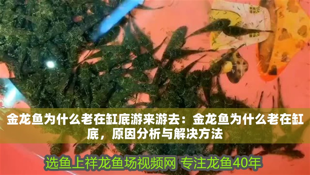 金龍魚為什么老在缸底游來游去：金龍魚為什么老在缸底，原因分析與解決方法 金龍魚為什么老在缸底游來游去：金龍魚為什么老在缸底，原因分析與解決方法 龍魚百科 第1張