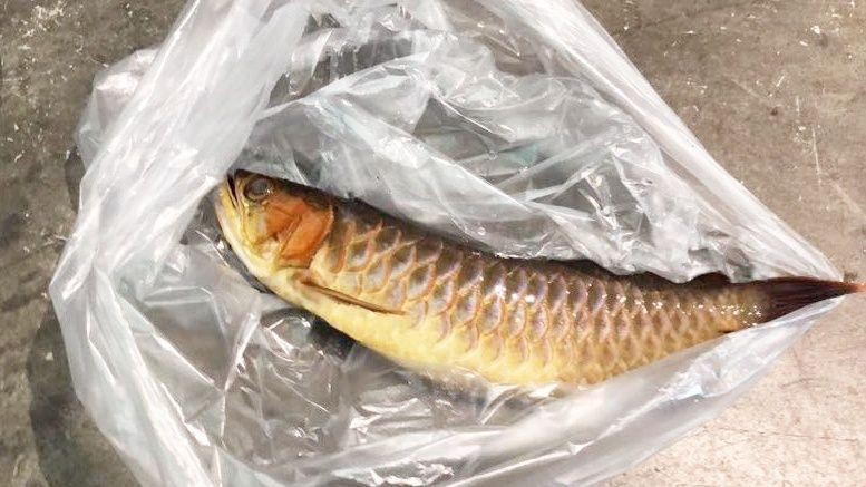 龍魚(yú)爛尾后如何判斷病情嚴(yán)重程度？
