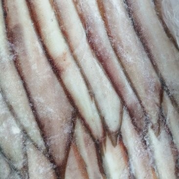 飛龍魚多少錢一斤 飛龍魚多少錢一斤 龍魚百科 第10張