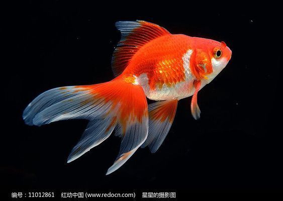 龍魚和燈魚混養好不好