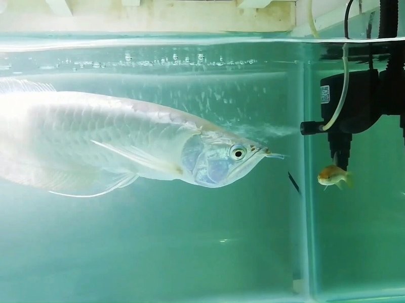 銀龍魚怎么養(yǎng)寬身 銀龍魚怎么養(yǎng)寬身 龍魚百科 第6張