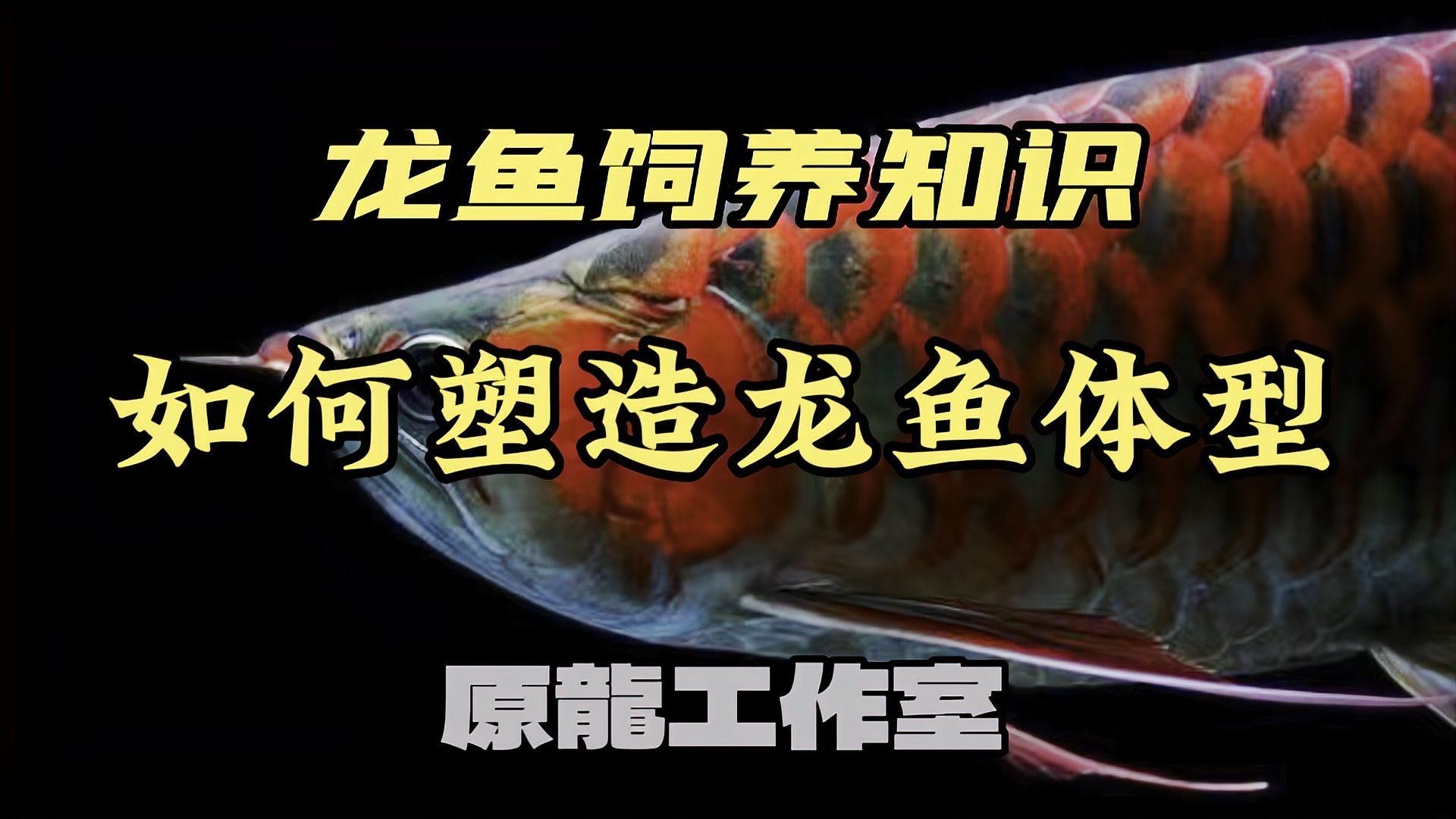 銀龍魚怎么養(yǎng)寬身 銀龍魚怎么養(yǎng)寬身 龍魚百科 第7張