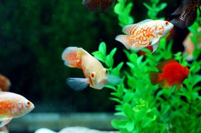 金龍魚壁紙招財魚：關于金龍魚壁紙招財魚的問題