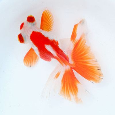 金龍魚壁紙招財魚：關于金龍魚壁紙招財魚的問題