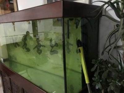 龍魚缸打氧氣方法