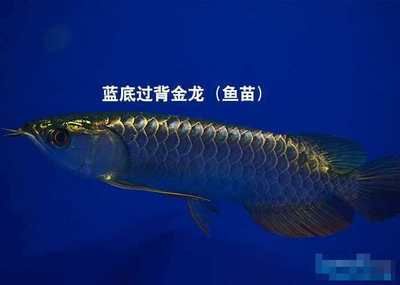 過背金龍魚挑選技巧圖解（如何挑選過背金龍魚）
