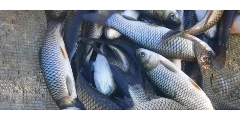 如何判斷金底過背金龍魚是否吃飽？