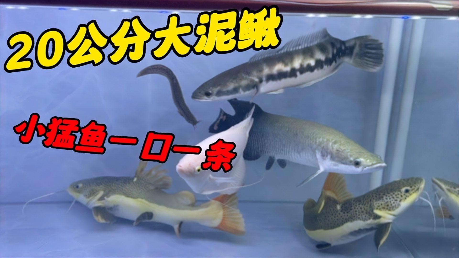 雷龍魚吃泥鰍視頻 雷龍魚吃泥鰍視頻 龍魚百科 第1張