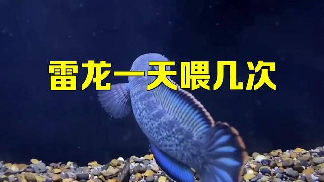 雷龍魚多久喂一次合適？