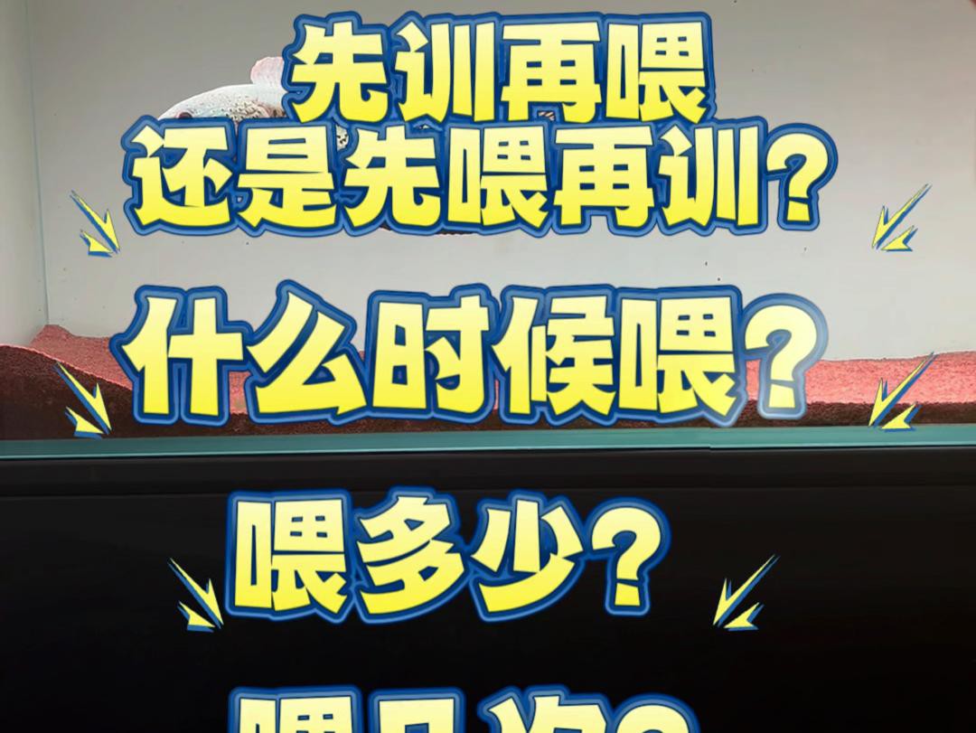 雷龍魚多久喂一次合適？